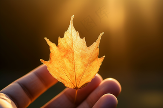 秋天黄叶手拿一片叶子摄影图