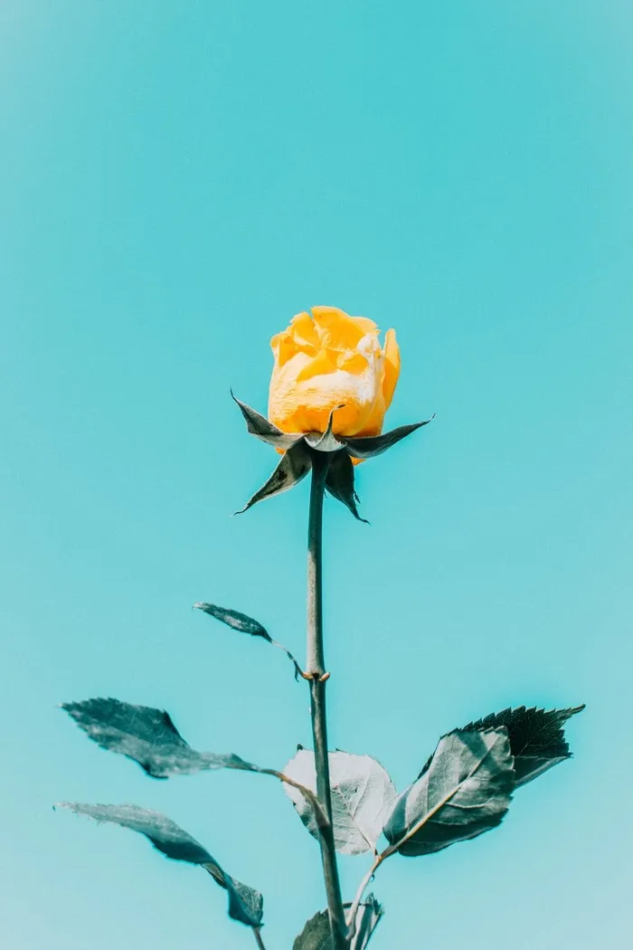 胶片鲜花图片背景