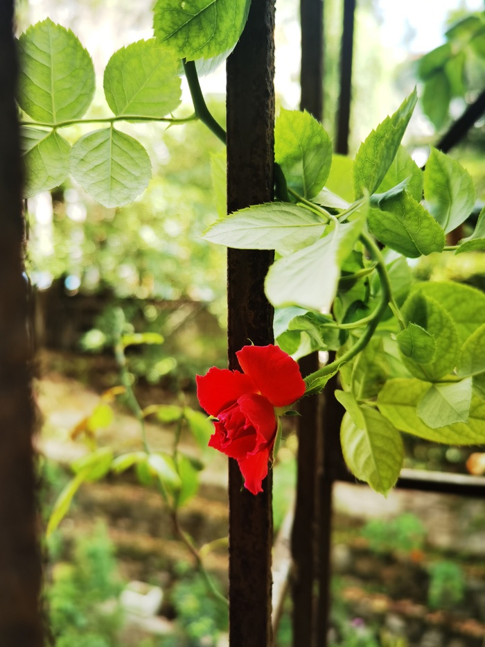 阳台藤本玫红色月季花开