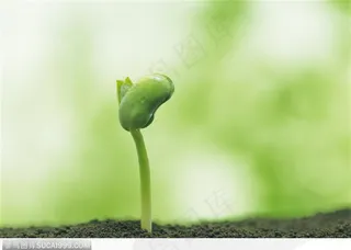 高清破土而出的种子植物图片