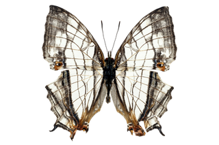 蝴蝶 彩蝶 花蝴蝶 动物 昆虫 免抠 (43)