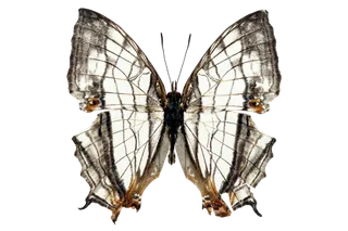 蝴蝶 彩蝶 花蝴蝶 动物 昆虫 免抠 (43)