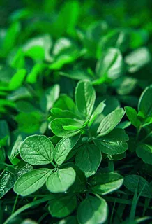 绿色新鲜茶叶绿叶摄影图 绿色新鲜茶叶绿叶摄影图