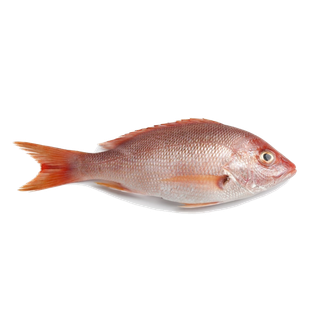 鱼类(46)海鲜超市商品红酒白底图免抠实物摄影png格式图片透明底