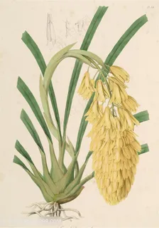 唯美花卉时尚高清水彩插画