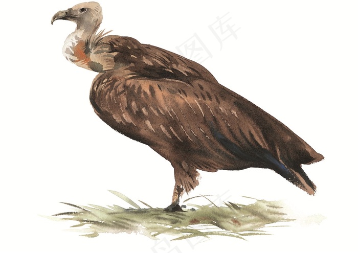 彩绘雄鹰插画素材