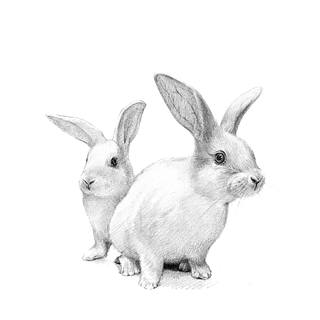 素描兔子兔年