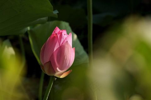 粉色清新的荷花大图 粉色清新的荷花大图