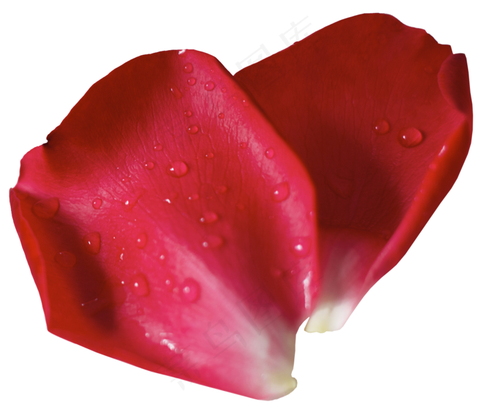 花瓣花朵免扣图片 