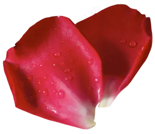 花瓣花朵免扣图片 