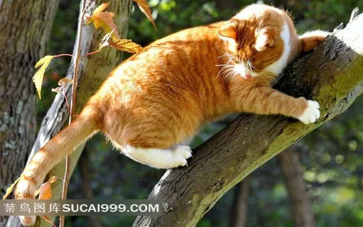 树干上回头的黄猫