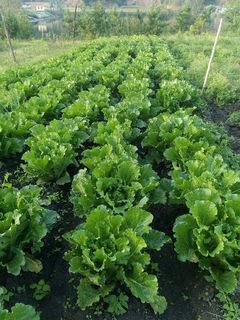 绿色的白菜地图片