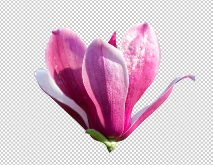 玉兰花免扣素材