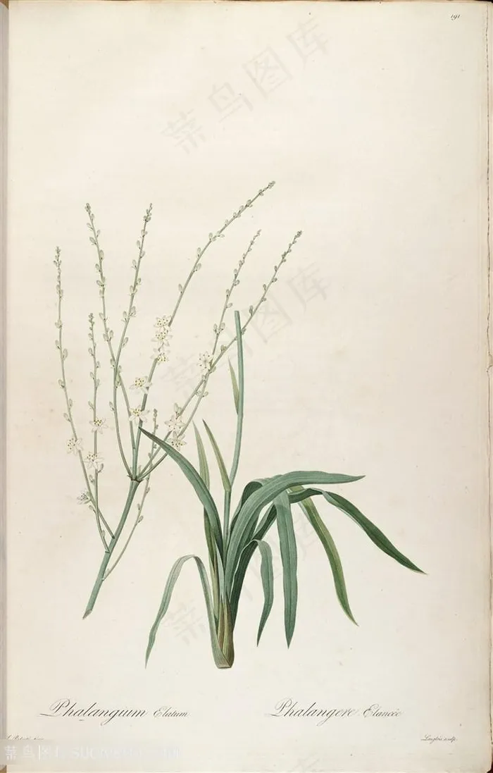 原版雷杜德高清花卉植物插画
