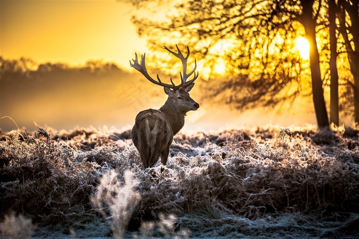 夕阳下回头的麋鹿图片
