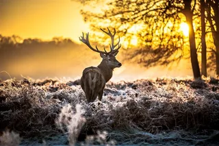 夕阳下回头的麋鹿图片