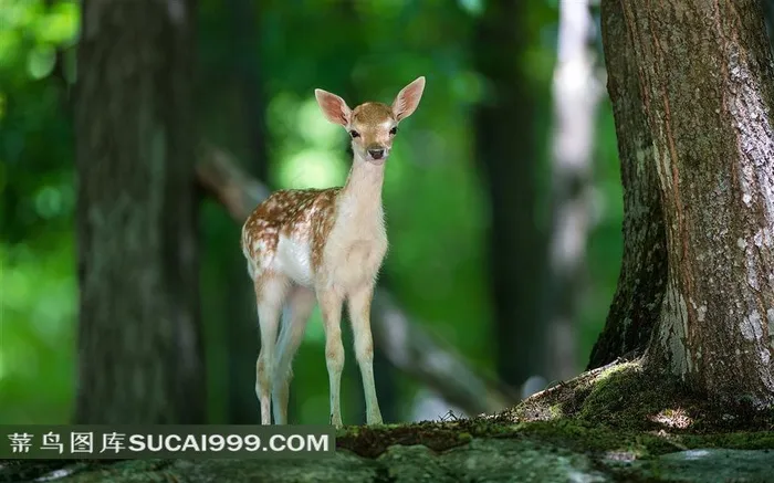 森林中的小麋鹿素材