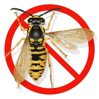 禁止害虫图片