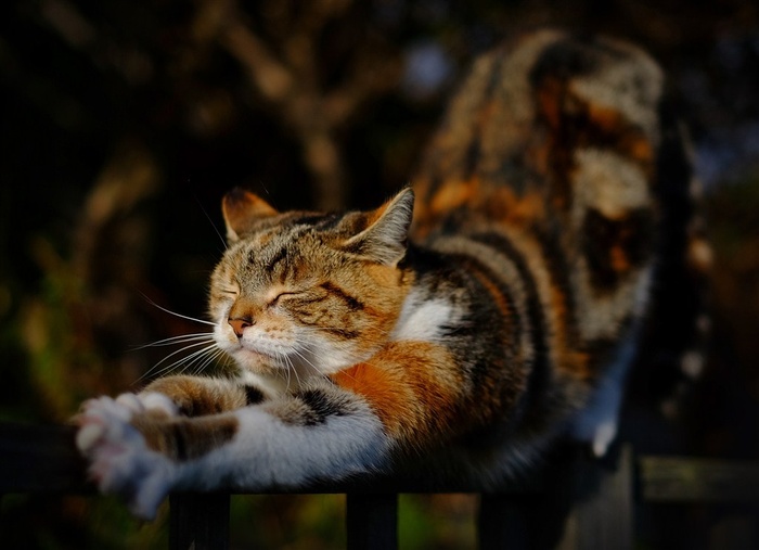 伸懒腰的猫咪图片