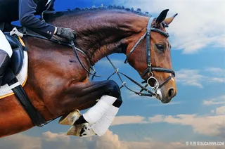 赛马中的图片