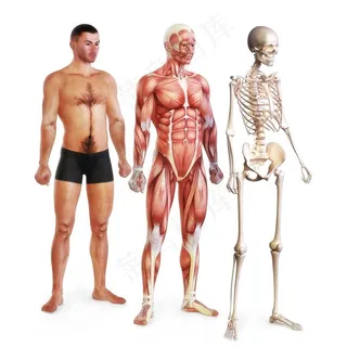 男士骨架肌肉人体结构图