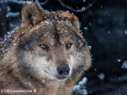 粘满雪的狼图片