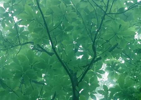 森林树木田园风光图片素材