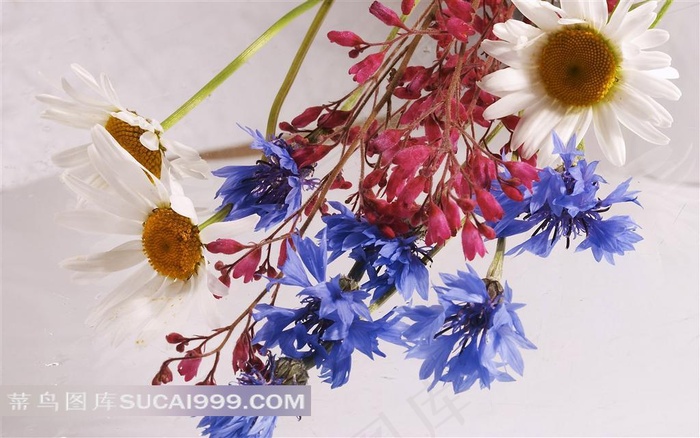 唯美菊花摄影素材