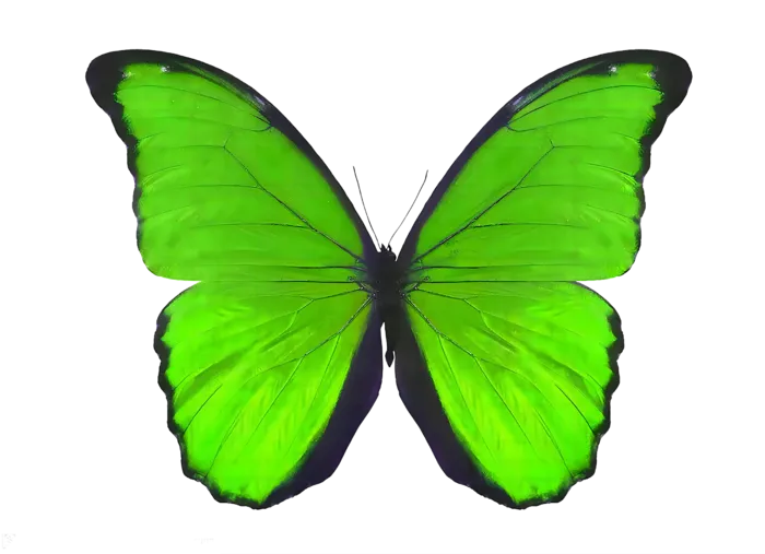 蝴蝶绿色蝴蝶免抠图