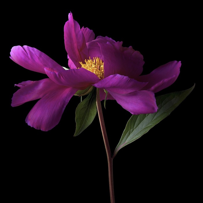 高清唯美粉色芍药鲜花图片