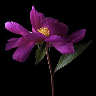 高清唯美粉色芍药鲜花图片 高清唯美粉色芍药鲜花图片