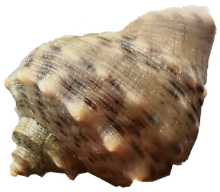 深色花斑点海螺壳贝壳免抠实拍摄影素材元素