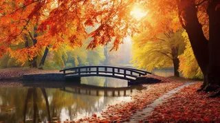 秋天森林拱桥落叶风景摄影图