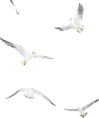 海鸥飞舞动物