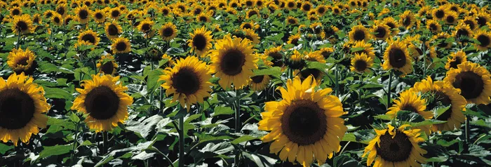 J147-67-大幅风景65