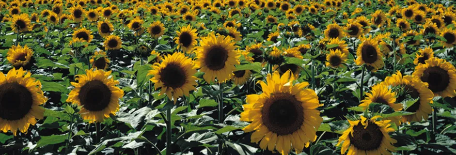 J147-67-大幅风景65