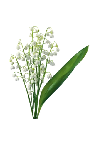 白色花3  白色 鲜花 白色花 绿色 绿叶 叶子 免扣花蕊 