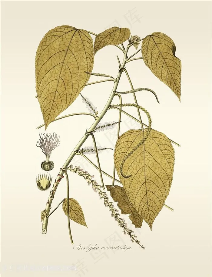 唯美树叶水彩花枝素材