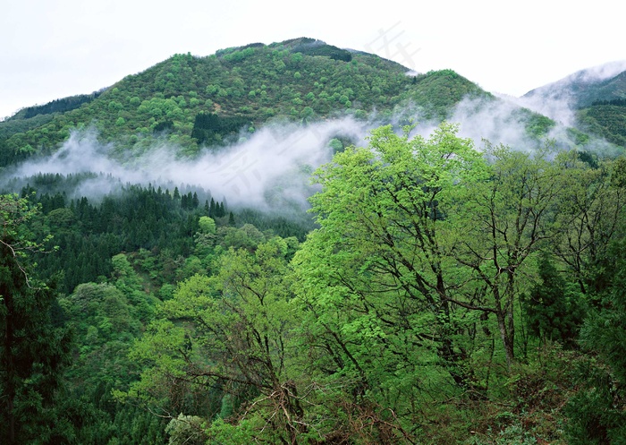 绿树山水 251