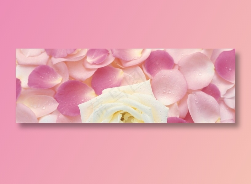 花朵花瓣粉红色玫瑰花全景摄影环境贴图