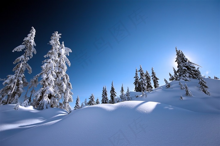 超厚的雪和松树林风景图片