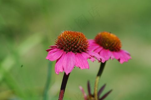 松果菊花朵壁纸图片