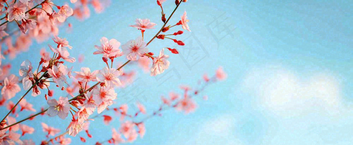 唯美粉色樱花花瓣春天浪漫梦幻蓝色，春分惊蛰摄影图(1712x704)