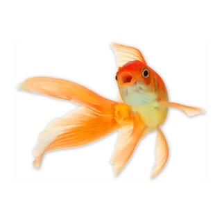 金鱼素材装饰免扣