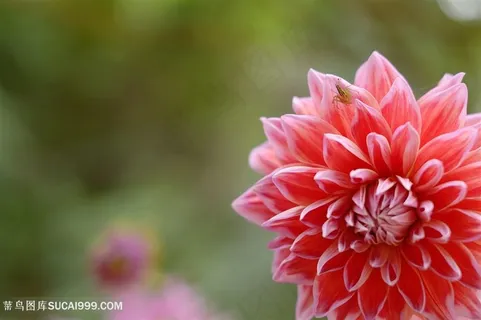 高清唯美粉红大丽花摄影图片 高清唯美粉红大丽花摄影图片