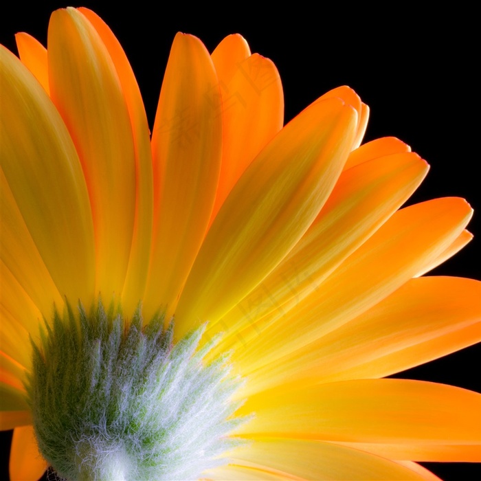 黄色鲜花花朵背面特写高清图片