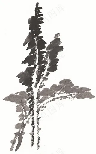 古木美图摄影图片