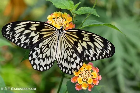昆虫翩翩起舞的蝴蝶图片