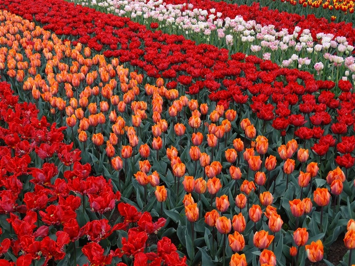 郁金香花海鲜花图片