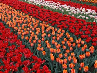 郁金香花海鲜花图片